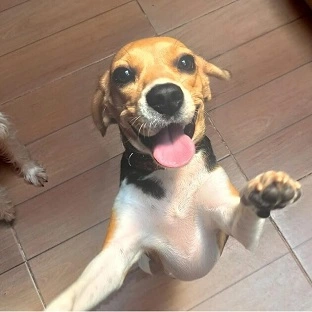 Cachorro Feliz Pulando